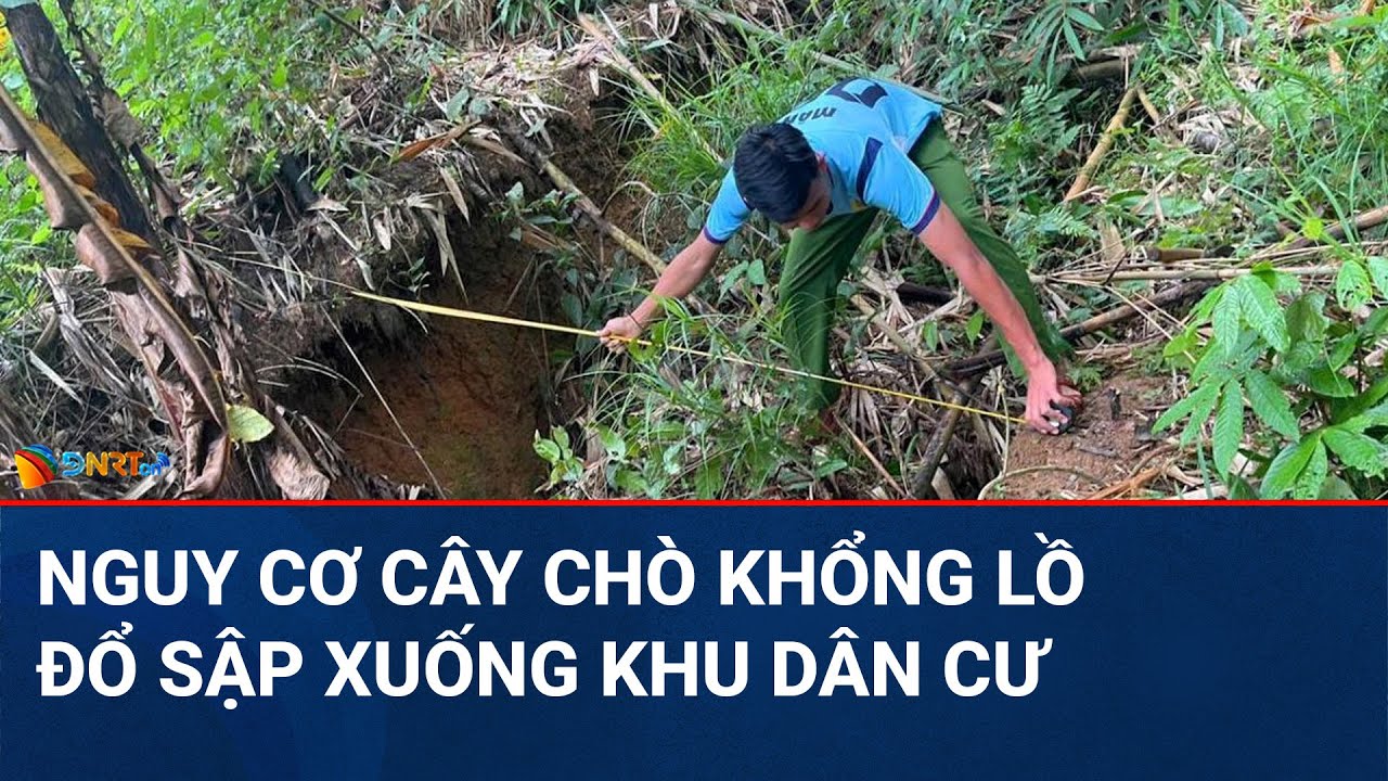 THỜI SỰ ĐÀ NẴNG | Huyện Nam Trà My: Nguy cơ cao cây chò khổng lồ đổ sập "đe dọa" khu dân cư