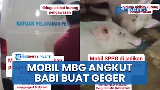 Viral Video Mobil Pengantar MBG Angkut Babi hingga Buat Geger, Kepala BGN Minta Korwil Lapor Polisi