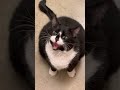Kitty Meowing Loudly At Me Lol
