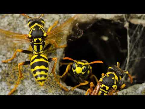 download lagu mp3 mp4 Wasps In Kansas, download lagu Wasps In Kansas gratis, unduh video klip Wasps In Kansas