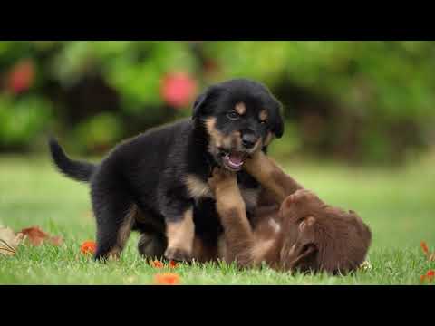 🐕 friendship joy.😄😃😉😃