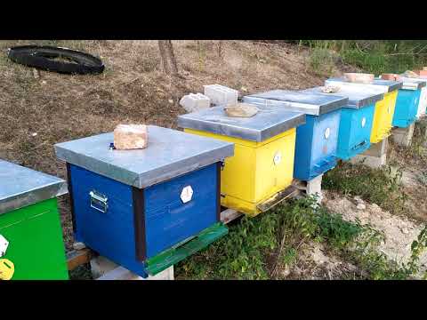 Tretman Protiv Varoe