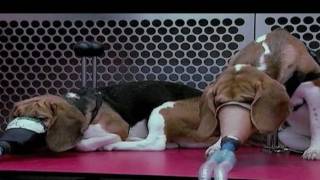 preview picture of video 'Rescate de 36 perros del criadero de animales para experimentación Harlan Interfauna (España)'