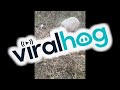 Pig With Her Piglets || ViralHog