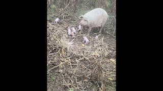 Pig With Her Piglets || ViralHog