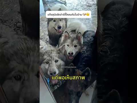 แก๊งสุนัขจัดปาร์ตี้โคลนกันในบ้าน 🐶🫠 #dog #funny #cute