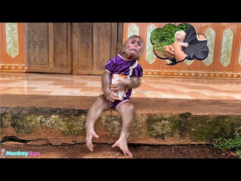 Oh No! Monkey Kyo brings milk to visit newborn baby monkey… What a surprise ending!