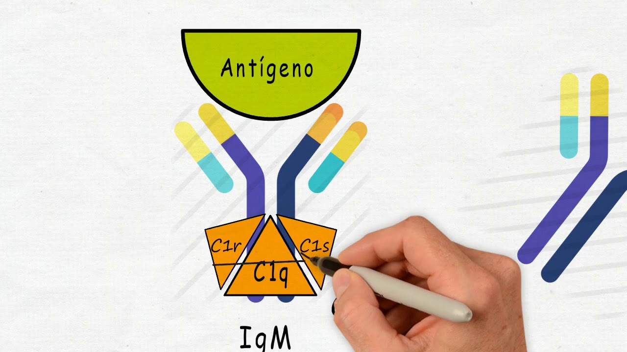 SISTEMA DEL COMPLEMENTO: VÍA CLÁSICA