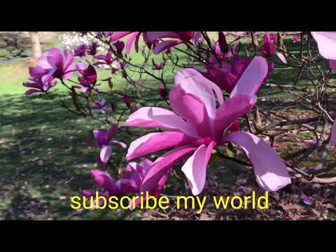 Peaceful nature and beautiful flowers