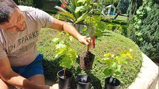 نحوه رشد انگور از قلمه در آب! راهنمای آسان ویدیو + زیرنویس