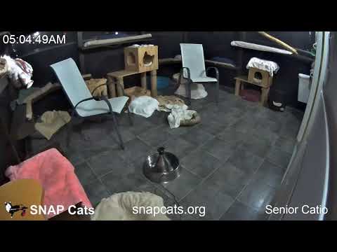 SNAP Cats Senior Catio