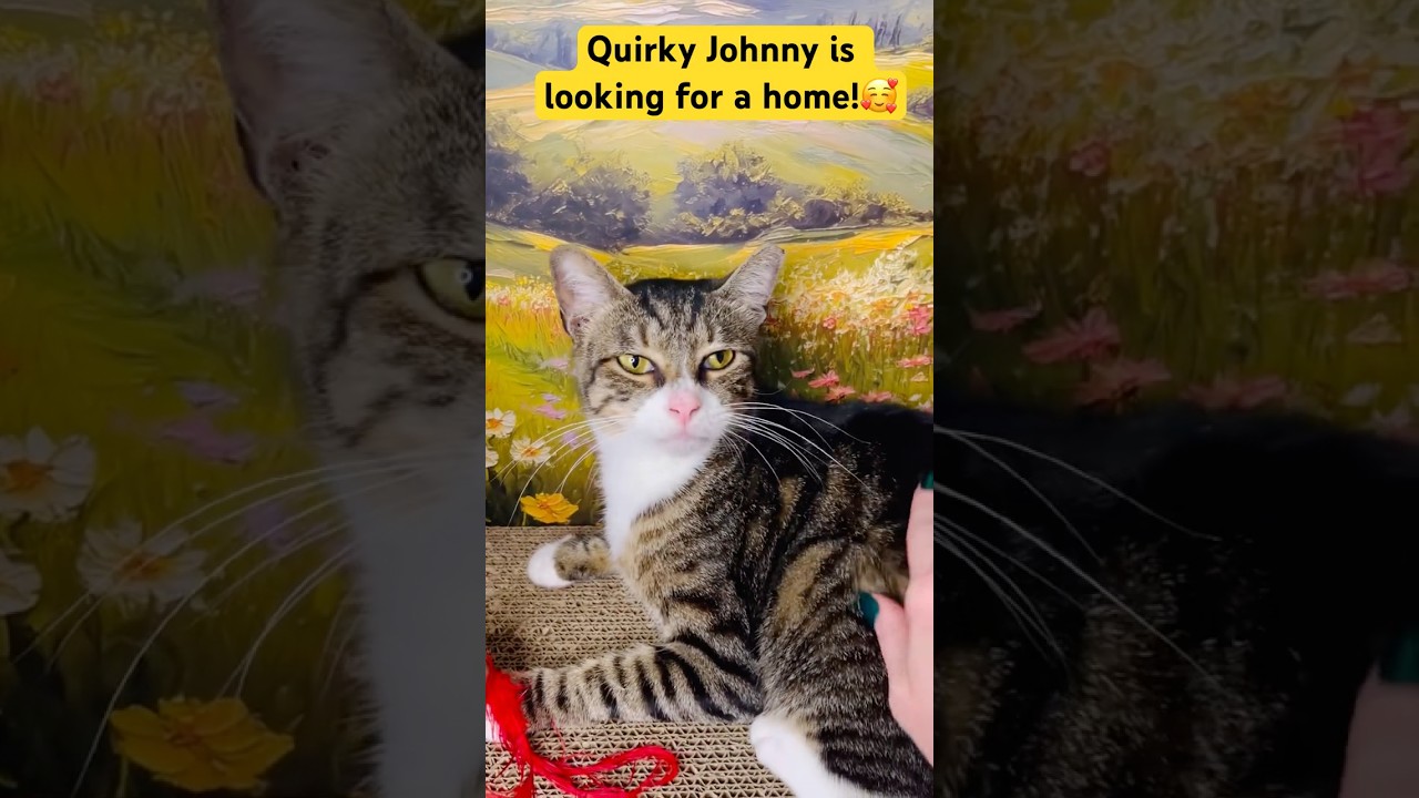 Johnny, a Adoptable American Shorthair in Fort Pierce, FL video 6/6
