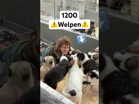 So kannst DU Hunde RETTEN⚠️@malte-zierden  @phia_quantius