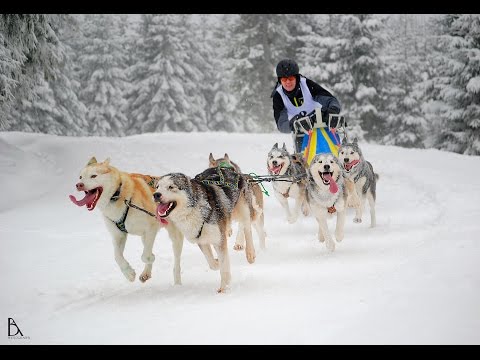 Belis - Sleddog Racing (2015)