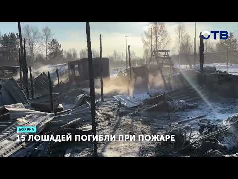 При пожаре в конюшне в деревне Боярка погибли 15 лошадей, один человек пострадал