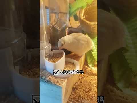 蘆丁雞叫聲意思