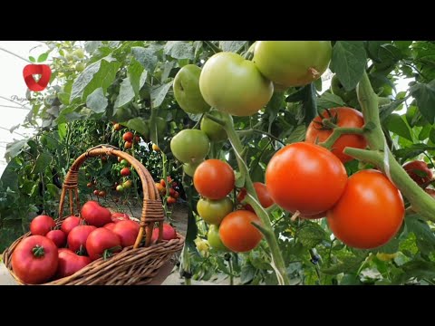 , title : 'Kako uzgojiti paradajz od sjemena do ploda? Odradite to bez greške!'