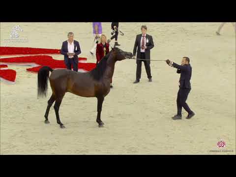 N 212 SQ AL NATO   Sharjah Arabian Horse Festival 2020   Stallions 4 to 6 Years old Class 10B