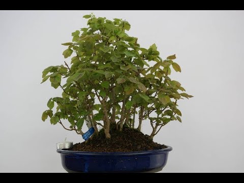 Trident maple (Acer Buergerianum)