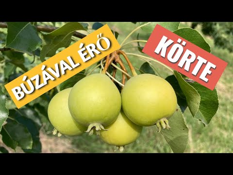 Búzával érő körte
