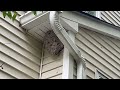 Removing a Large Bald-Faced Hornets Nest in Morganville, NJ