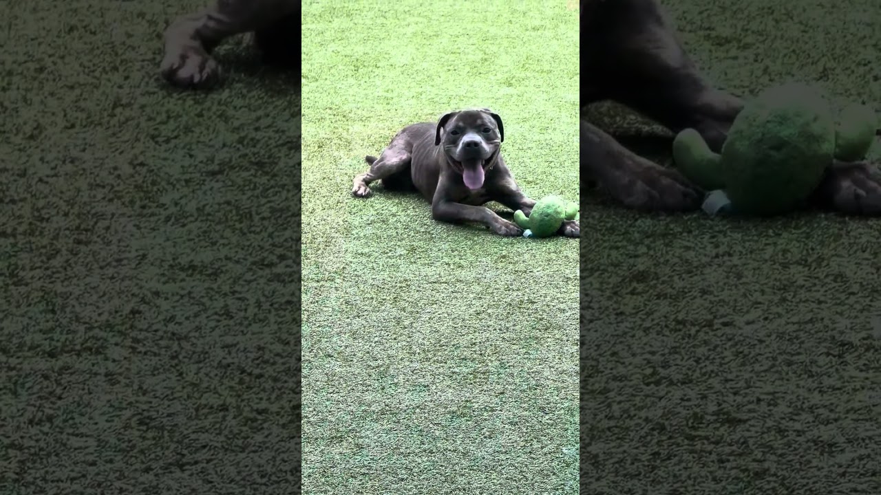 Bessemer, a Adoptable Mixed Breed in Greensboro, NC video 6/6