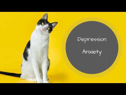 Cats Mental Health Care - Depression & Anxiety Reasons, Symptoms and Treatments
