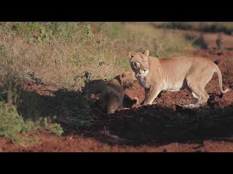 New Lion Cubs Spotted for the Time on South African Reserve