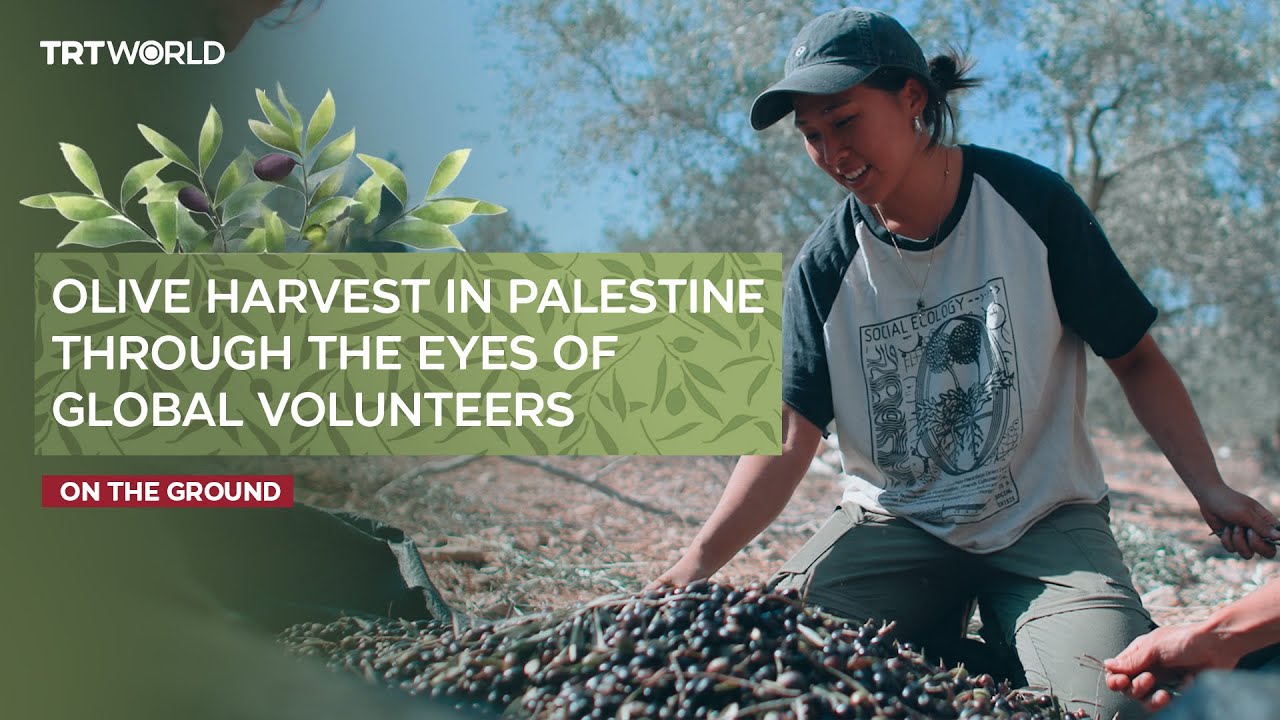 International activists join Palestinian olive harvest despite Israeli deportation and attacks