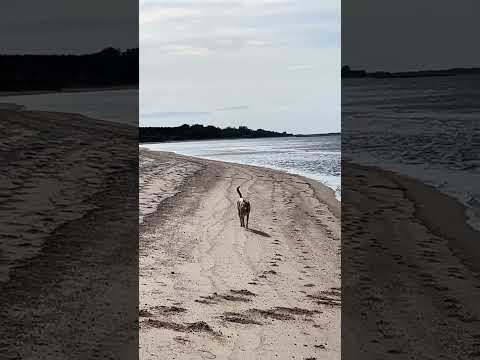 #cani #dogs #perros #lomitosfelices #uruguay #playa #paseocanino #fomento #mexico #colonia