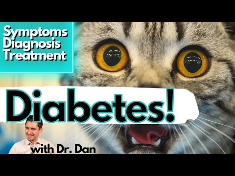 Does your pet have diabetes?  Dr. Dan explains.