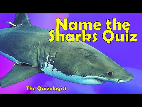 Identify the sharks quiz