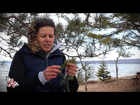 Traditional Medicine and Teachings with the Wahkowtowin Guardians