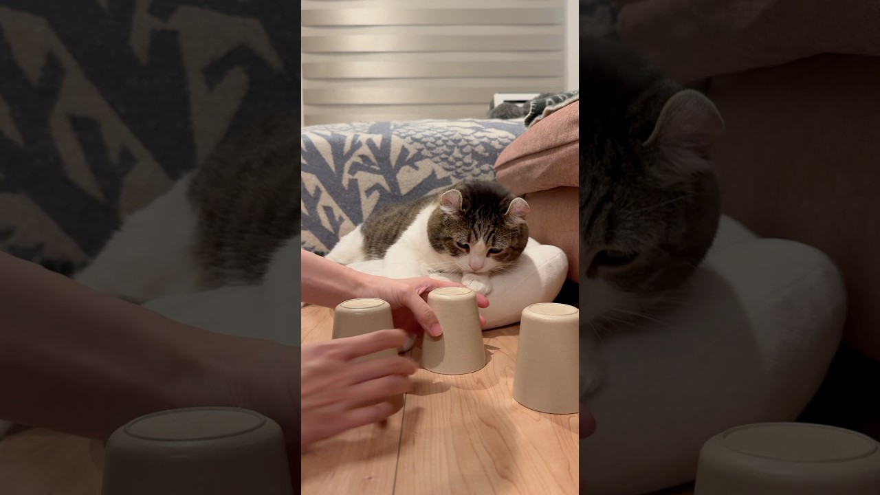 Snow: You can’t fool me, human🙄 #cupandballtrick #cats #smartcat #shellgame #funnycat