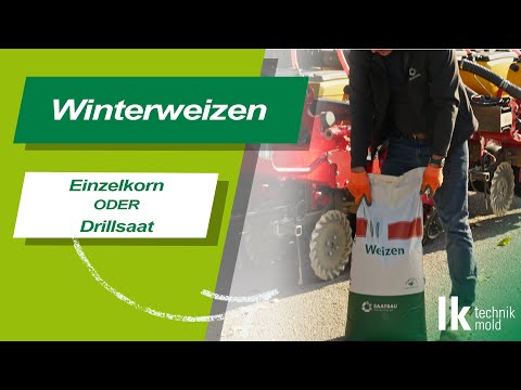 Winterweizen | Einzelkorn oder Drillsaat