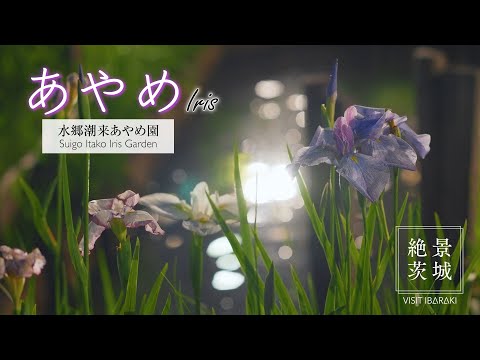 あやめ｜水郷潮来あやめ園【絶景茨城】