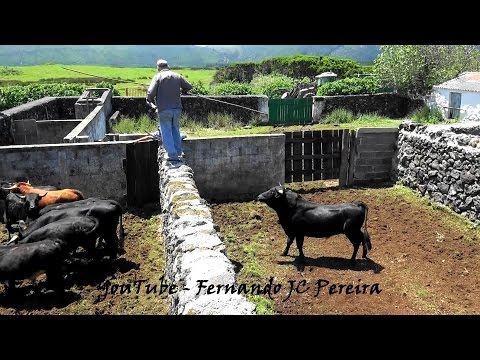 Separação dos Futuros Toiros de Lide e de Corda - Ganadaria JAF