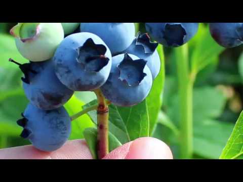 Hnojiva ICL v praxi - polní pokus při pěstování borůvek