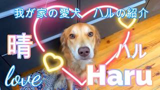 【虹色オジさんのドイツ主夫暮らし】我が家の愛犬、ハルを紹介。後輩犬のハル。