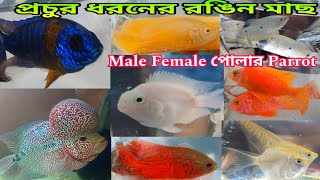 Aquarium Fish Price Update | Serampore Fish Market | Serampore Haat | Fish Shop Near Me | Pet Shop 