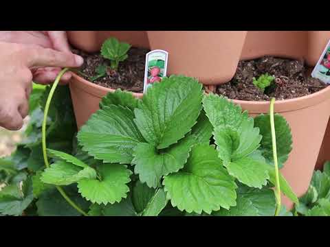 Propagating Strawberries from Runners and Division