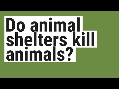 Do animal shelters kill animals?