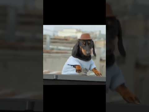 just put the record #dog #shint #housemusic2023