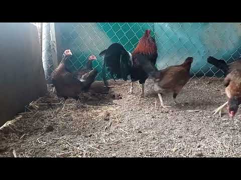 Hatch Penny Gallinas Asil plummer.