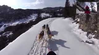 preview picture of video 'Escursione coi cani da slitta sull'Altopiano di Asiago - sleddog'