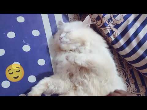Combing my cat 'Bhutu'