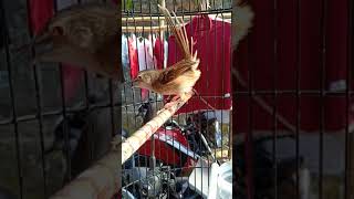 Download lagu suara nya bikin ciblek gunung manapun ngamuk mp3