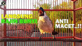 Download lagu PANCINGAN KUTILANG AGAR CEPAT GACOR, DIJAMIN KUTILANG ANDA LANGSUNG GACOR BONGKAR ISIAN mp3