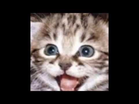 everything you've ever dreamed and more