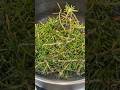Homemade Rosemary Water For Hair Growth Haircare Hairgrowth Nontoxicliving Shorts
